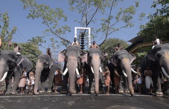 Guruvayur Aanayottam